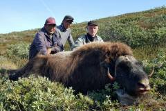 musk-ox-don